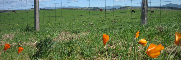 California-Poppies-Carneros.jpg
