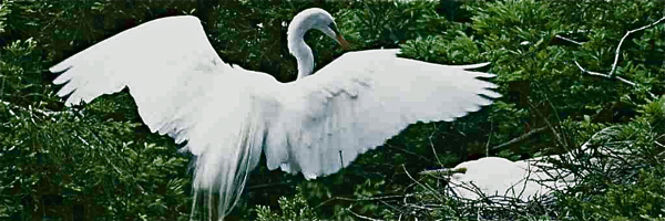 nesting-egrets.jpg